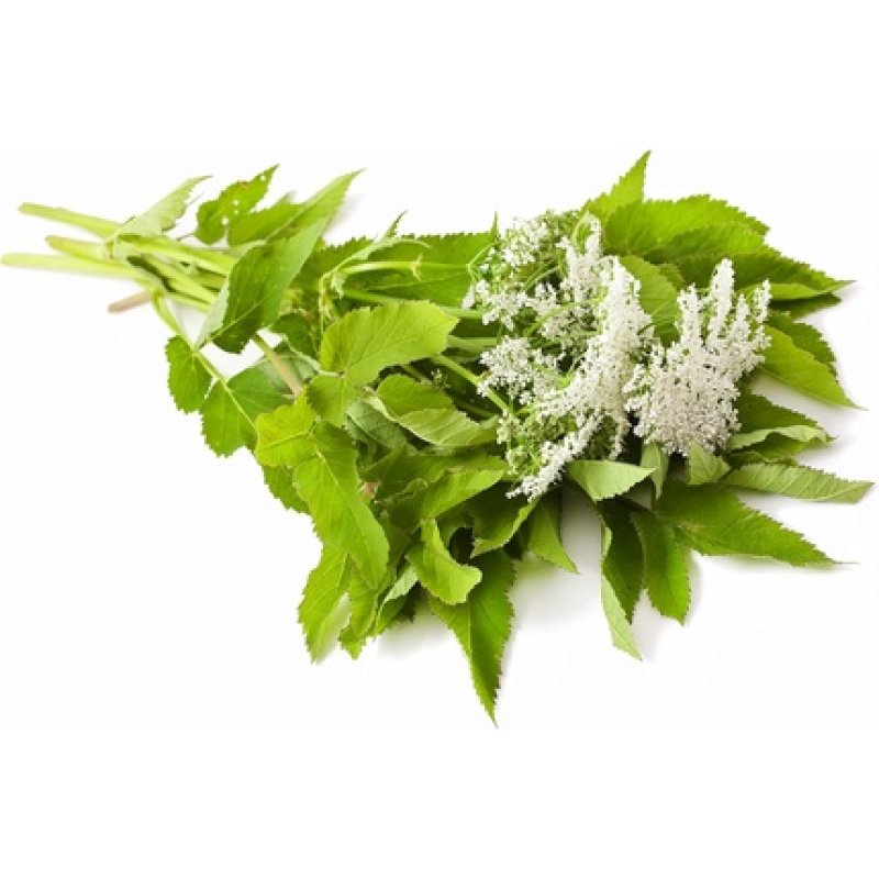 Pranarôm Angelica Essential Oil 5ml