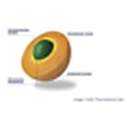 UltraMag Gold Sucrosomal Magnesium Supplement Increased Absorption - Up to 150