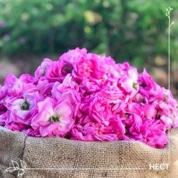 Pranarom Essential Oil Damask Rose Rosa Damascena 5ml