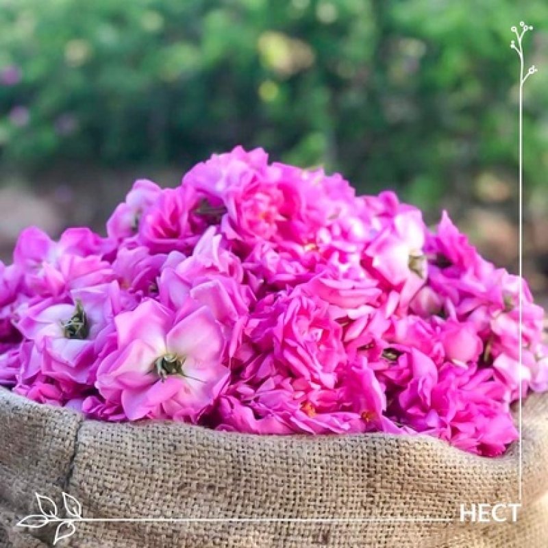 Pranarom Essential Oil Damask Rose Rosa Damascena 5ml