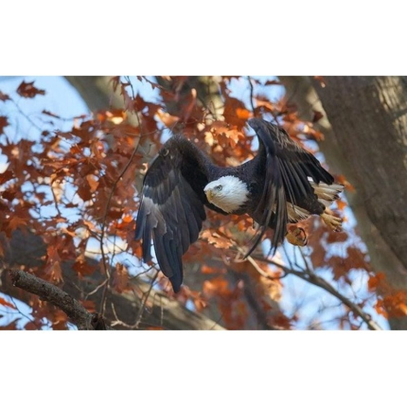 Singularis Vitamin C 1000mg BioPerine 1mg