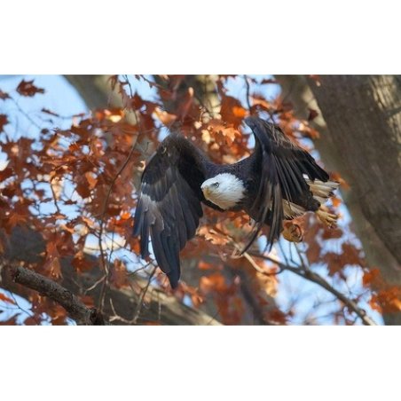 Singularis Vitamin C 1000mg BioPerine 1mg