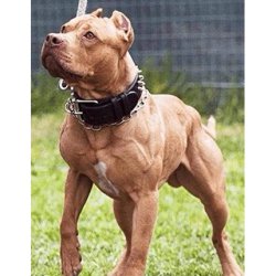 HMB CA Dog Supplement for Muscle and Strength