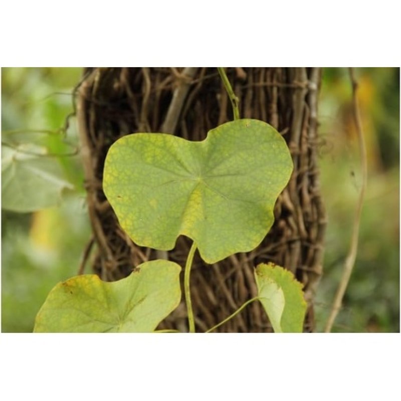 Medica Herbs Stephania Tetrandra Root Natural Product