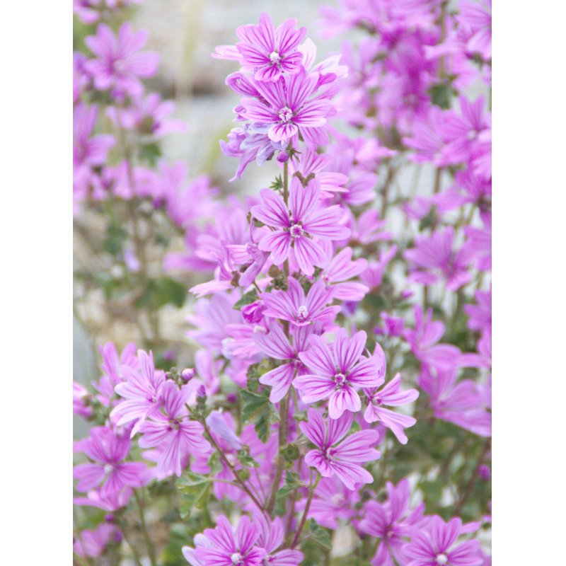 RAUSCH 11125 hair shampoo 200 ml Natural Unisex