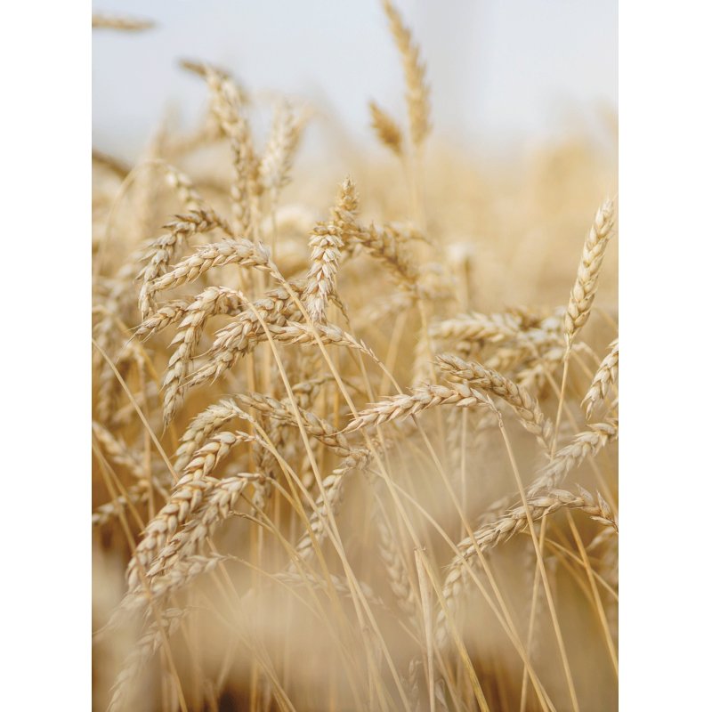 Rausch Nourishing Hair Mask Wheat Germs 100ml