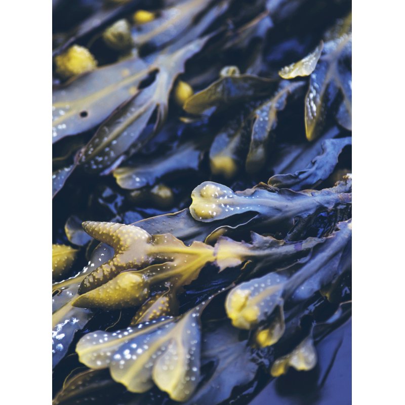 Rausch Anti-Grease Scalp Treatment with Seaweed 100ml