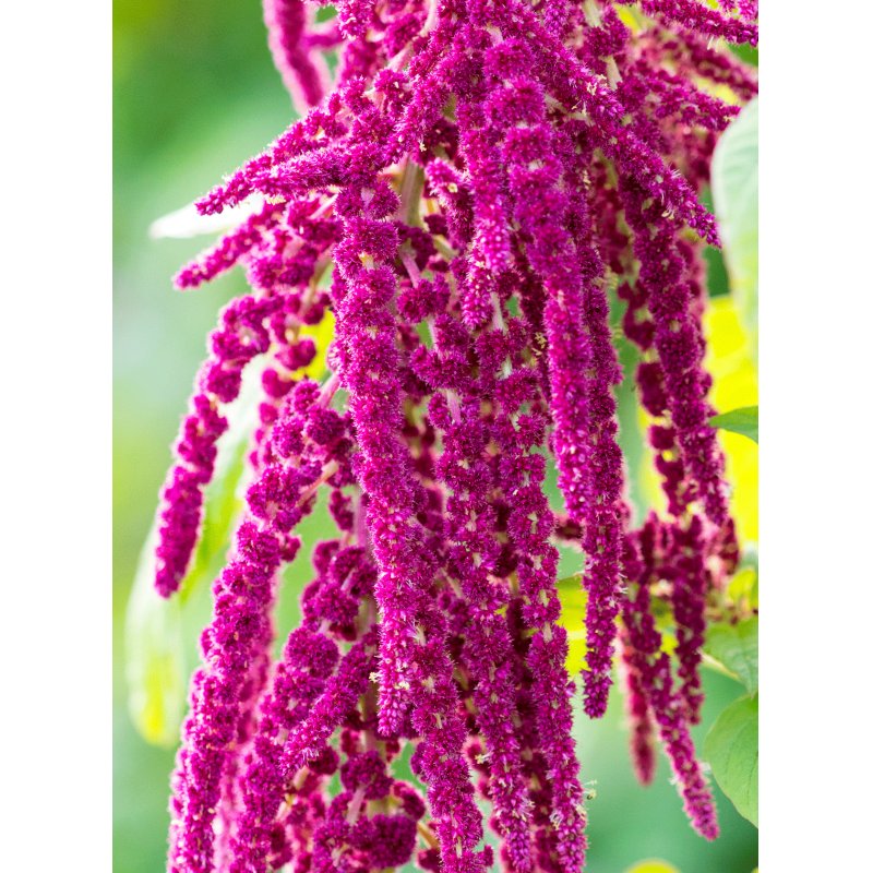 RAUSCH Amaranth SPLISS-REPAIR-CREAM 50ml Women