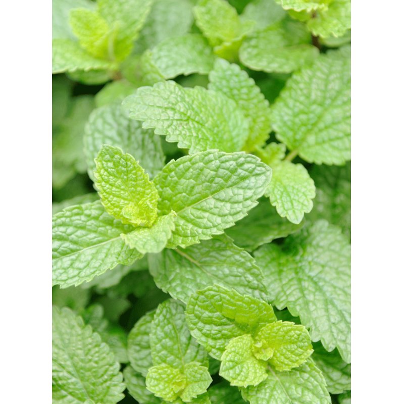 RAUSCH 31655 body cream & lotion 200 ml Unisex