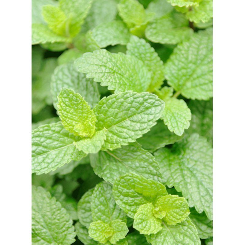 RAUSCH 31655 crème et lotion pour le corps 200 ml Unisexe