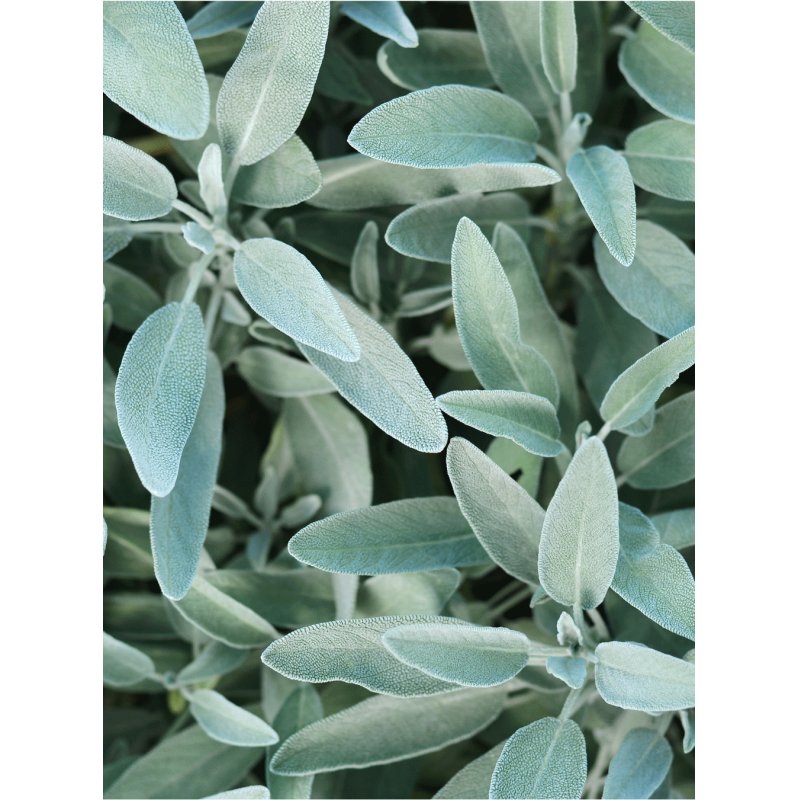 Rausch Silver Shine Scalp Tonic with Sage 200ml