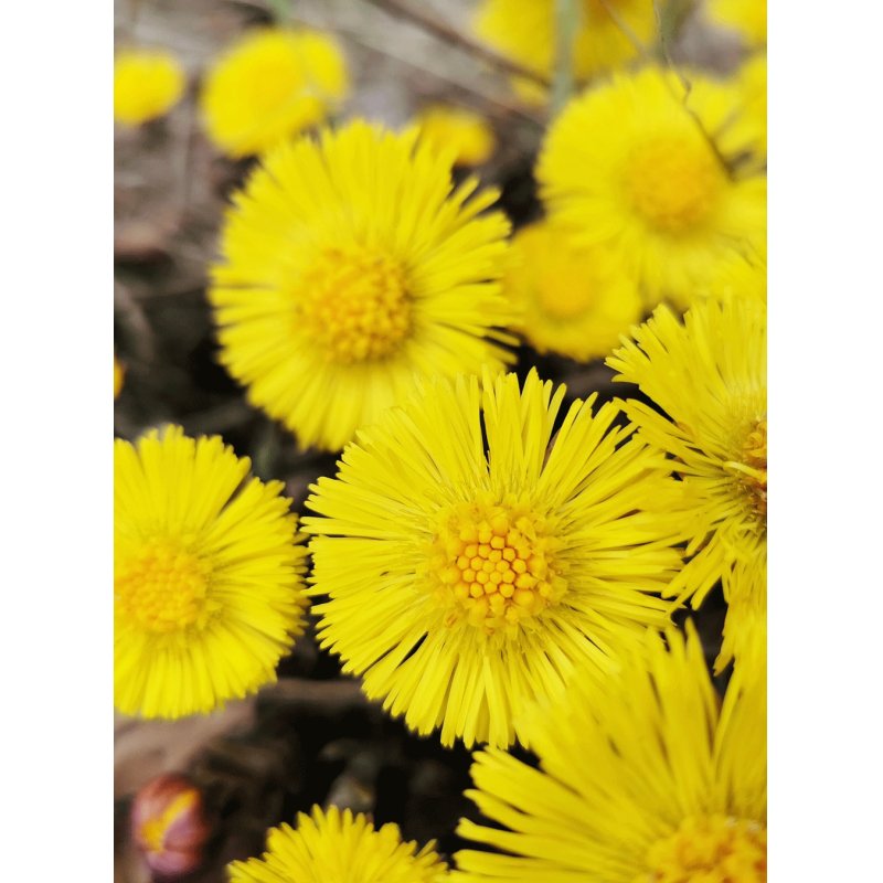 Rausch Anti-Dandruff Scalp Lotion Coltsfoot 200ml