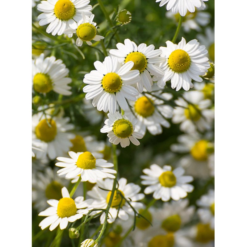 Rausch Sensitive Body Lotion with Chamomile 200ml