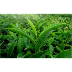 Medica Herbs Green Tea 520mg 60 Capsules