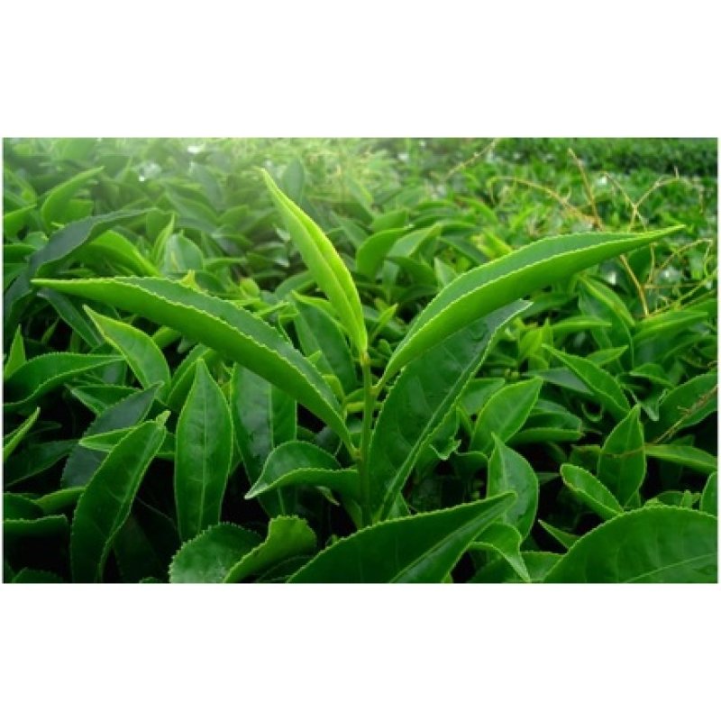 Medica Herbs Green Tea 520mg 60 Capsules