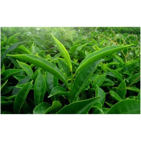 Medica Herbs Green Tea 520mg 60 Capsules