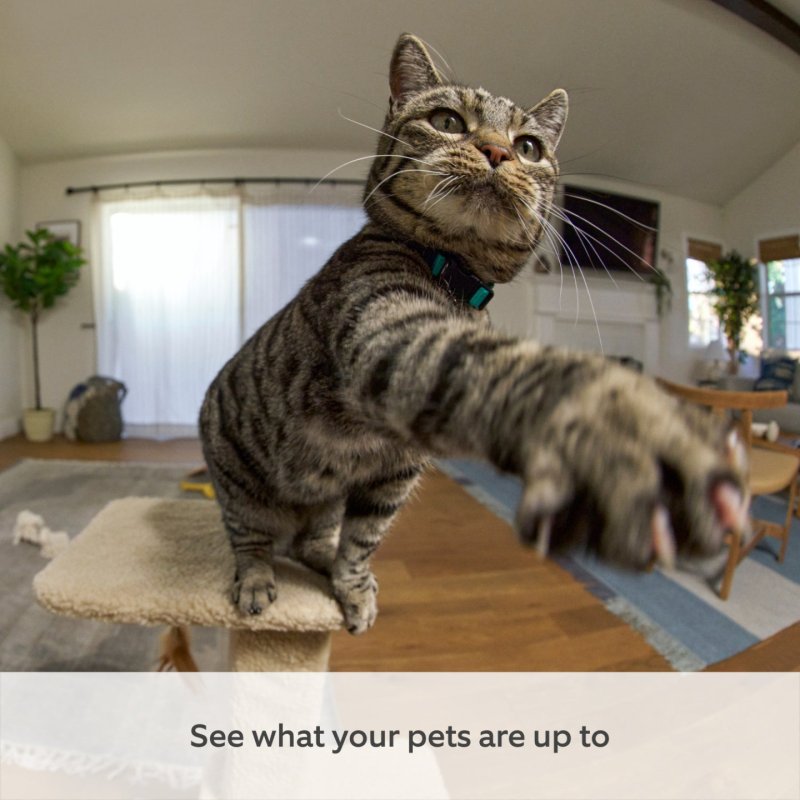 Ring Pan-Tilt Tower IP security camera Indoor 1280 x 720 pixels Desk