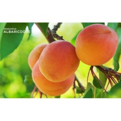 ECO HAPPY Mikado Room Fragrance Air Freshener 95ml Apricots