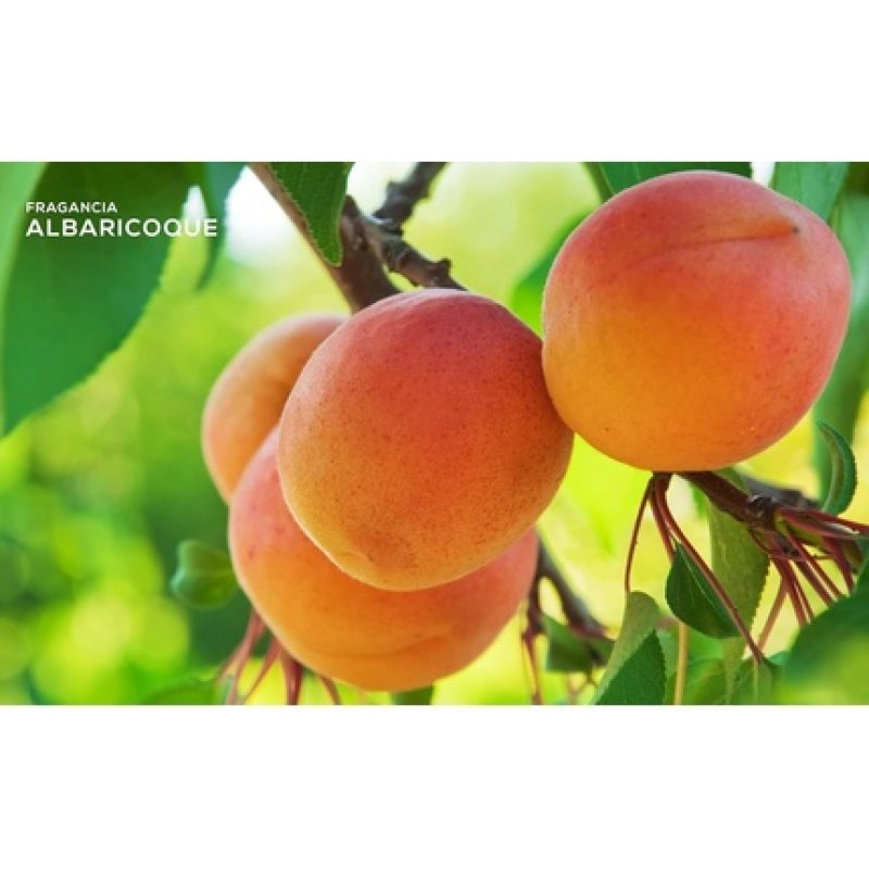 ECO HAPPY Mikado Room Fragrance Air Freshener 95ml Apricots