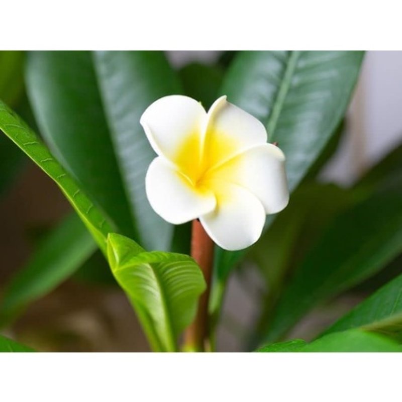 Frangipani Body Lotion