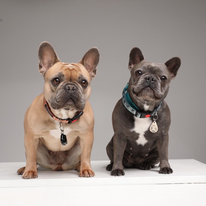 Tickless Pet Ultrasonic tick repeller