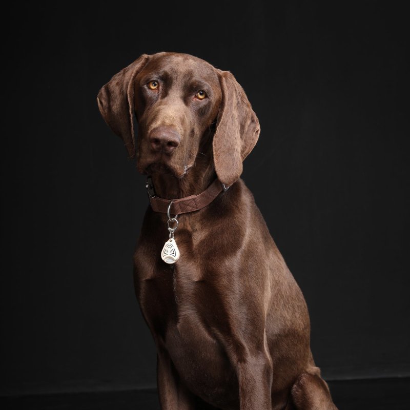 Tickless Pet Ultrasonic tick repeller