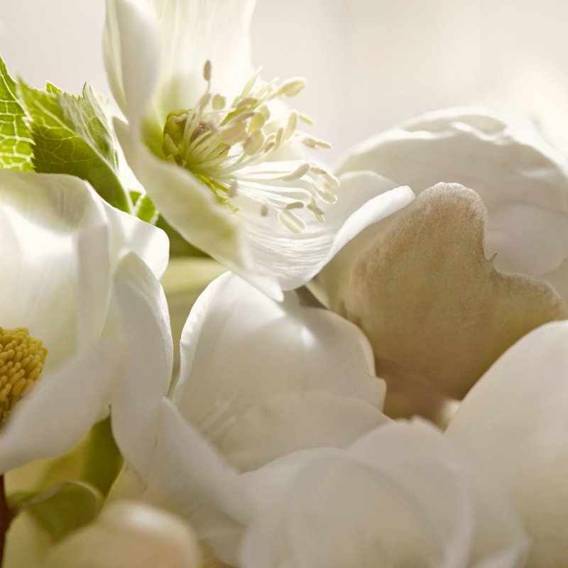 Burberry My 50 ml Femmes