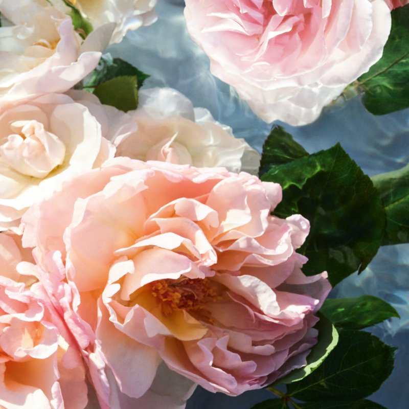 Guerlain Aqua Allegoria Rosa Rossa 10 ml Femmes