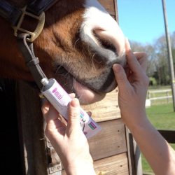 Vita Animal Health Omnimatrix Cream 60g to Aid Skin's Natural Healing