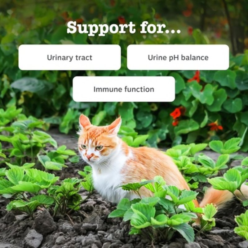 Zesty Paws Cat Urinary & Renal Paste for Urinary Tract Health and Urine pH Balance