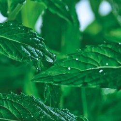 Yves Rocher Pure Menthe Purifying Cleansing Gel Organic Peppermint