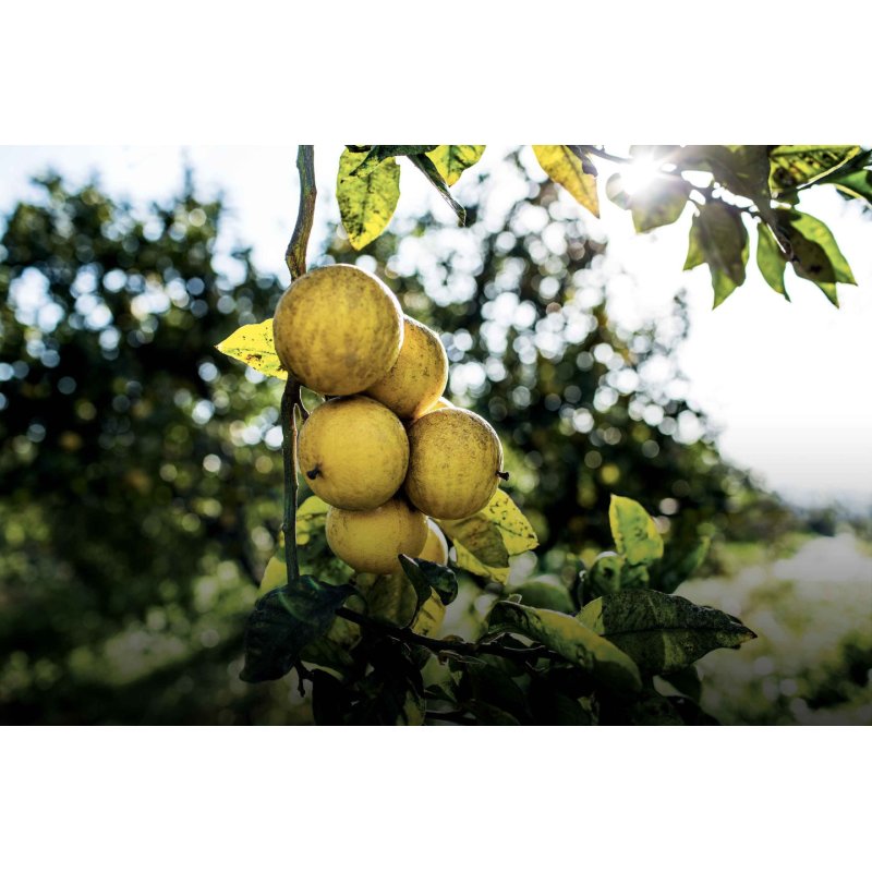 Dior Eau Sauvage Eau De Toilette