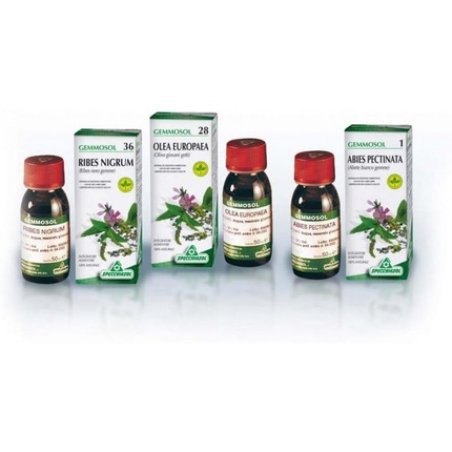 Gemmosol 28 Olivo 50ml