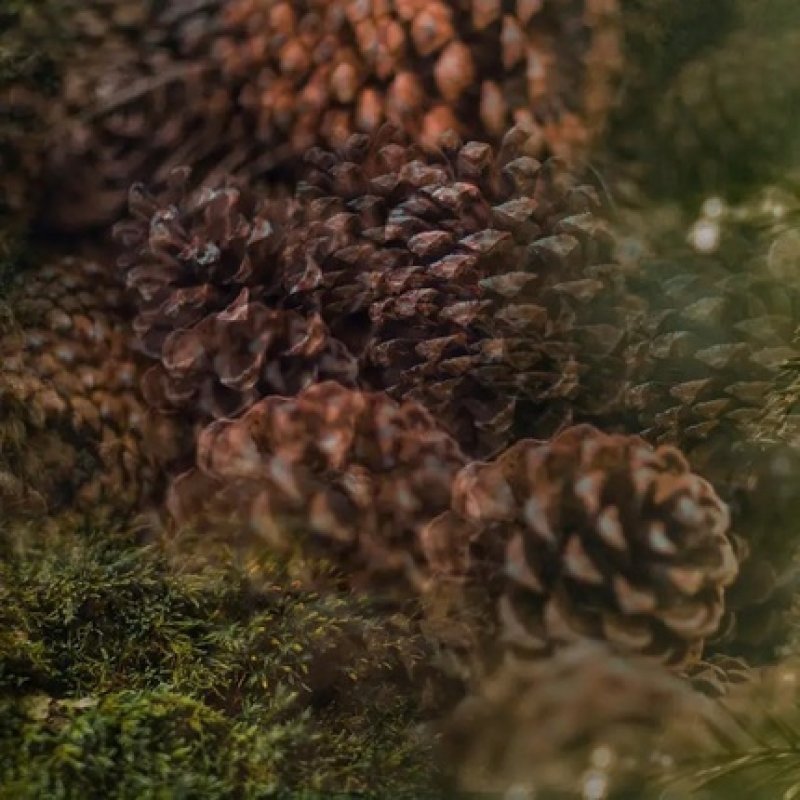 Dr Vranjes Spry Christmas Tree 100ml