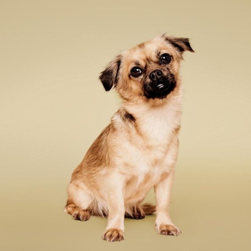 Paul Mitchell Soothing Oatmeal Dog Shampoo Gentle Formula 169 Fl Oz