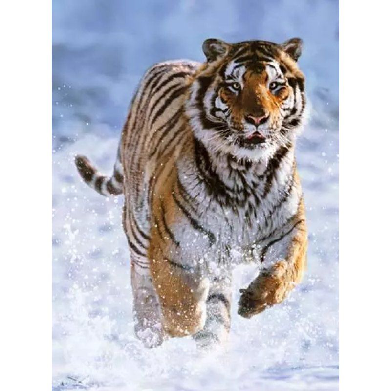 PUZ 500P TIGRE DANS NEIGE