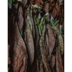 Zenology Tobacco Room Fragrance 1000ml