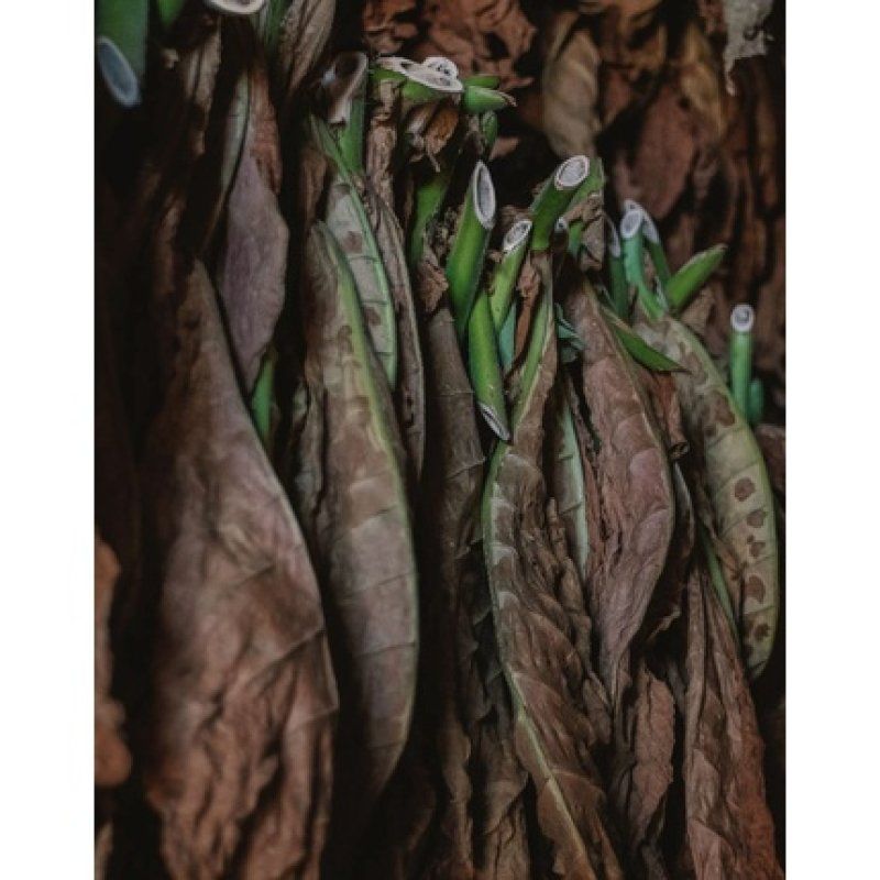 Zenology Tobacco Room Fragrance 1000ml