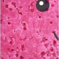 Bomb Cosmetic Buddy Buffer Handmade Soap-Soaked Sponge Enriched with Pure