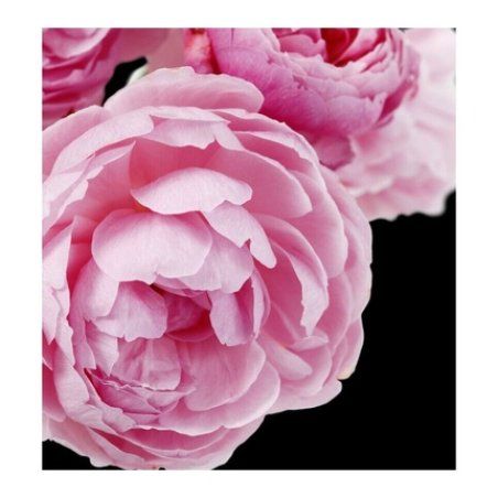 Yodeyma Paris Cheante EDP 100ml Brand New Boxed UK Seller Free Delivery