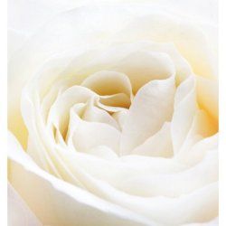 Yodeyma Paris Nicolas White EDP 15ml - UK Seller - Free Delivery