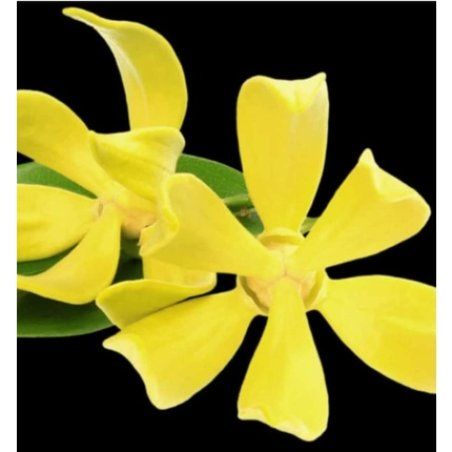 Yodeyma Women's Suerte Eau de Parfum 50ml Equivalent