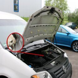 IWH Répulsif antirongeur, 12V, avec ultrasons & lumière