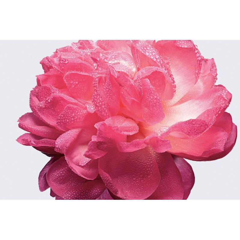 Dior Miss Absolutely Blooming Eau De Parfum 50 ml