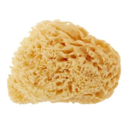 Shasa Backyard Family Natural Honeycomb Sponge Large 1416cm