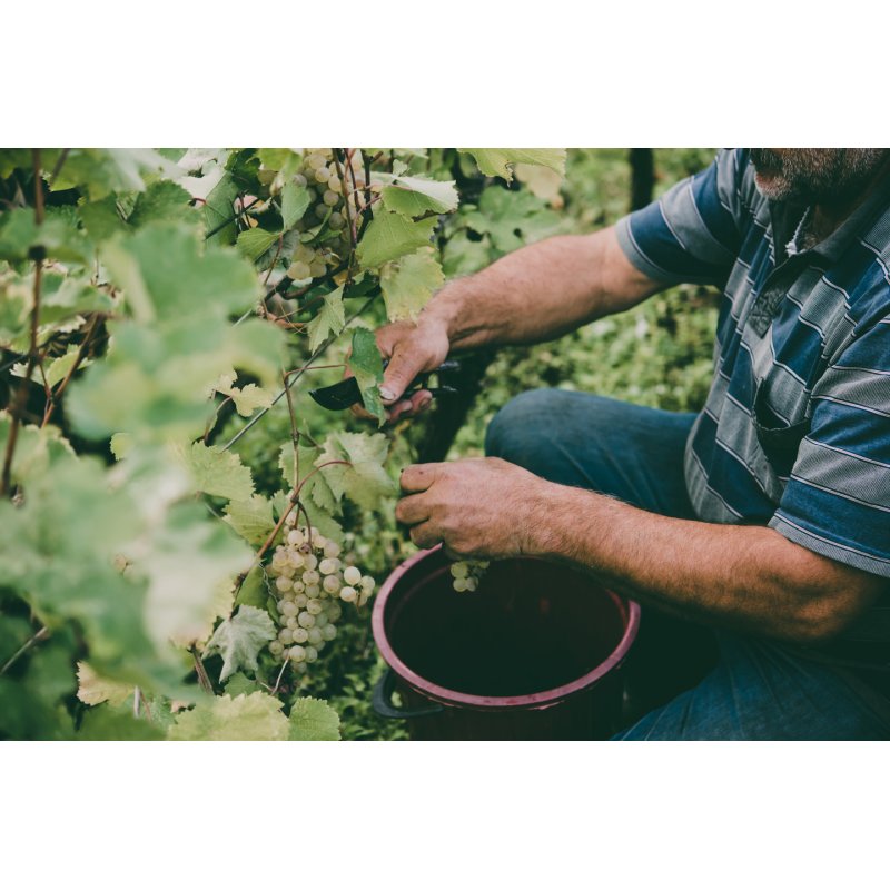 Gastroback Home Sommelier carafe à vin 0,75 L