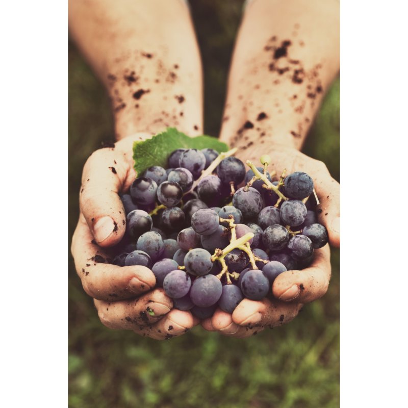 Gastroback Home Sommelier carafe à vin 0,75 L