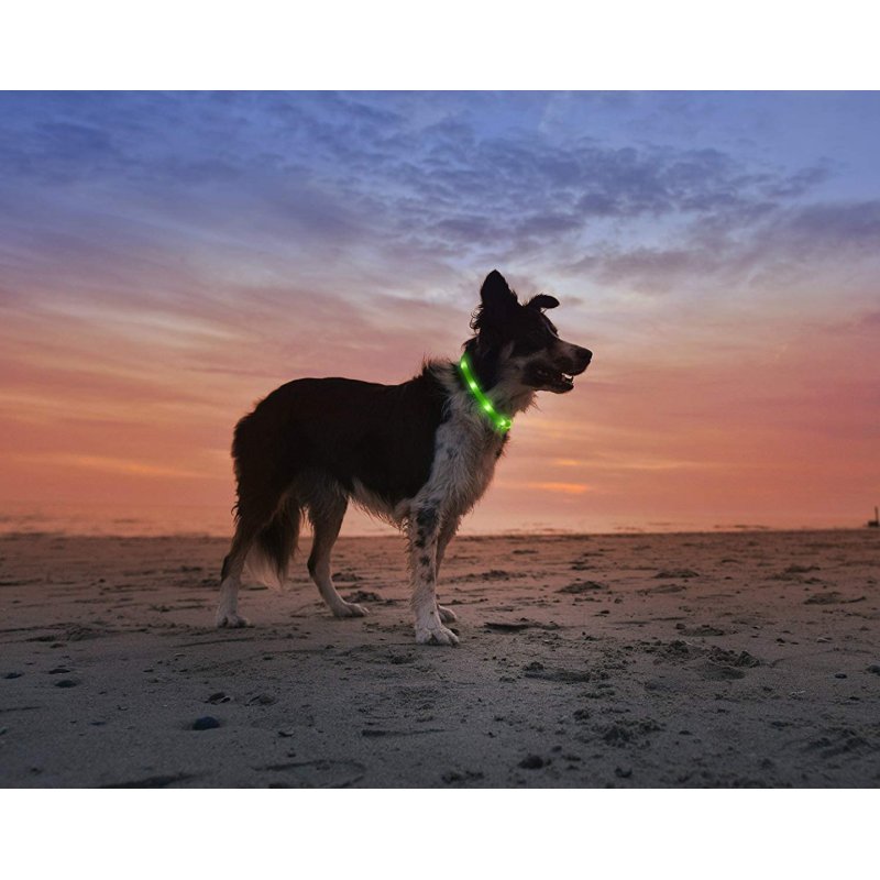 Anicoll LED Collar for Dogs and Cats Green