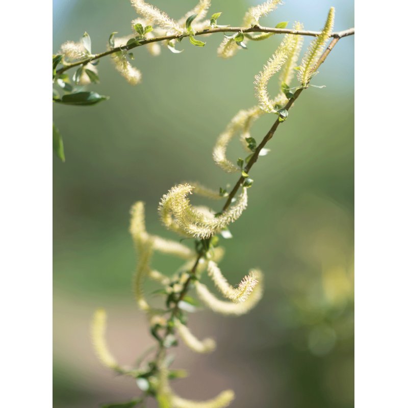 RAUSCH 15964 Après-shampooing Après-shampoing non-professionnel 200 ml Unisexe