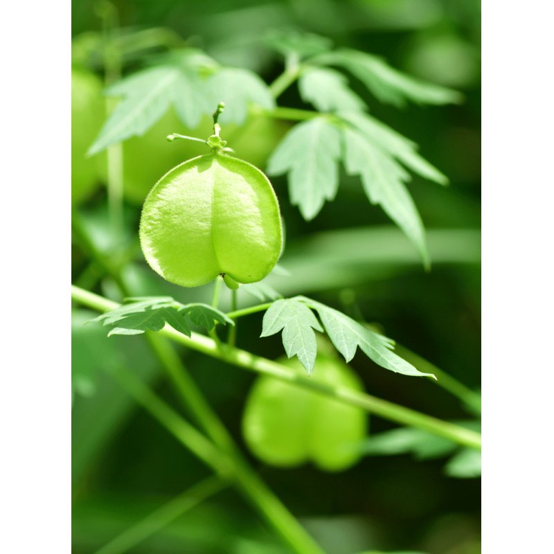 RAUSCH 17014 Après-shampooing Après-shampoing non-professionnel Unisexe